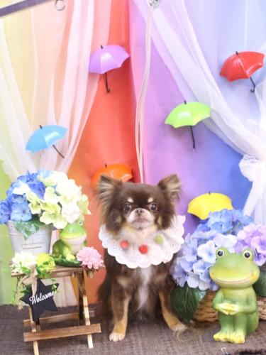 20230613チロルくん